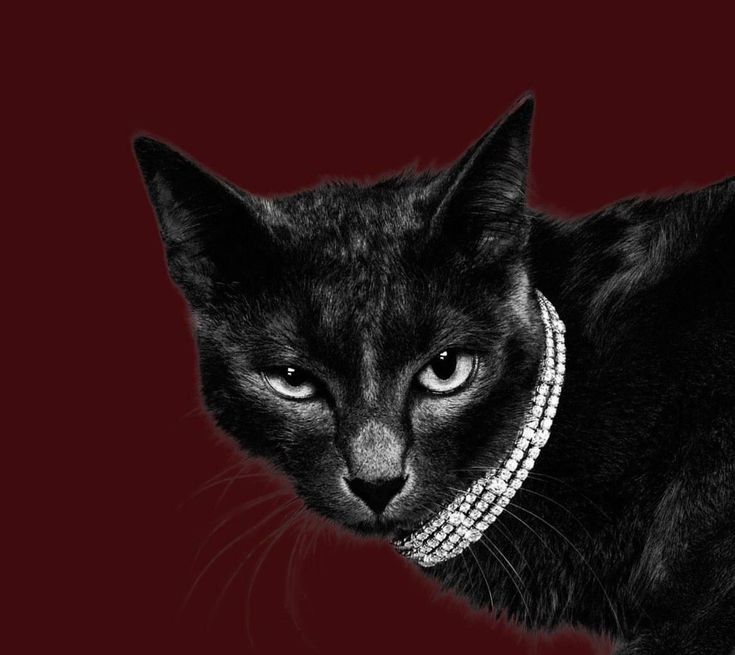 Jewelry Staples to Unleash Your Black Cat Energy with Confidence and Style